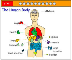 Human body systems, Human body activities, Human body unit