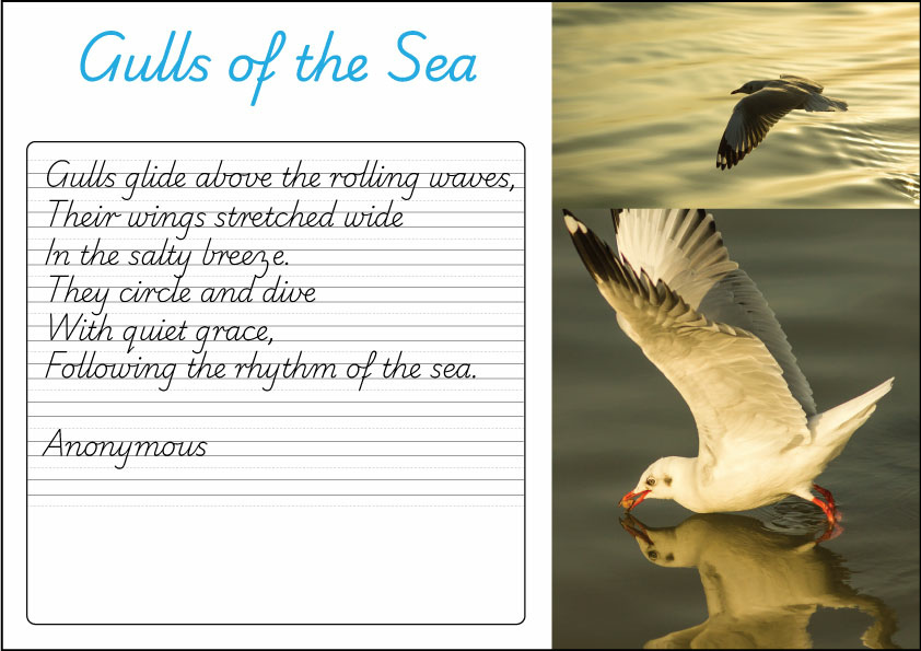 Gulls Of The Sea Handwriting Task Vic Wa Nt Studyladder