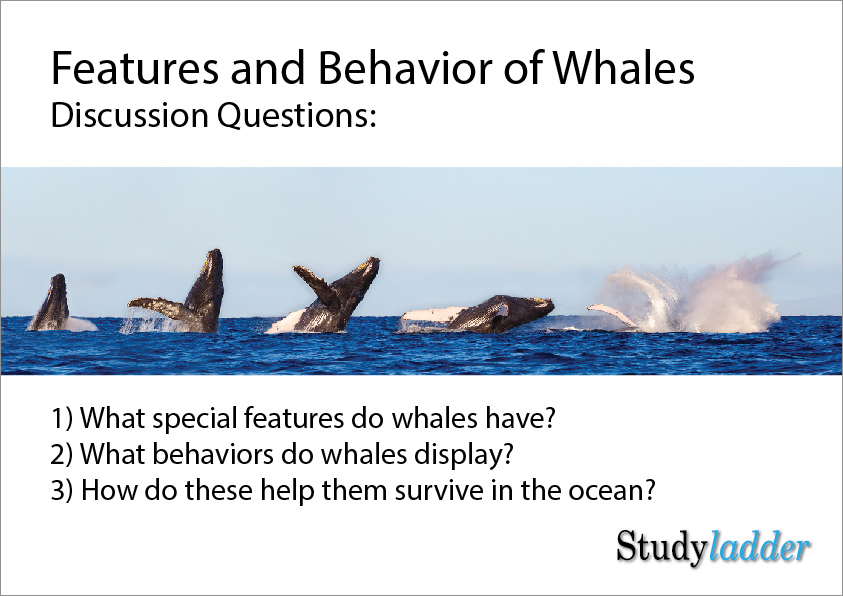 Whale Features and Behaviors (8_slides) - Studyladder Interactive Learning  Games
