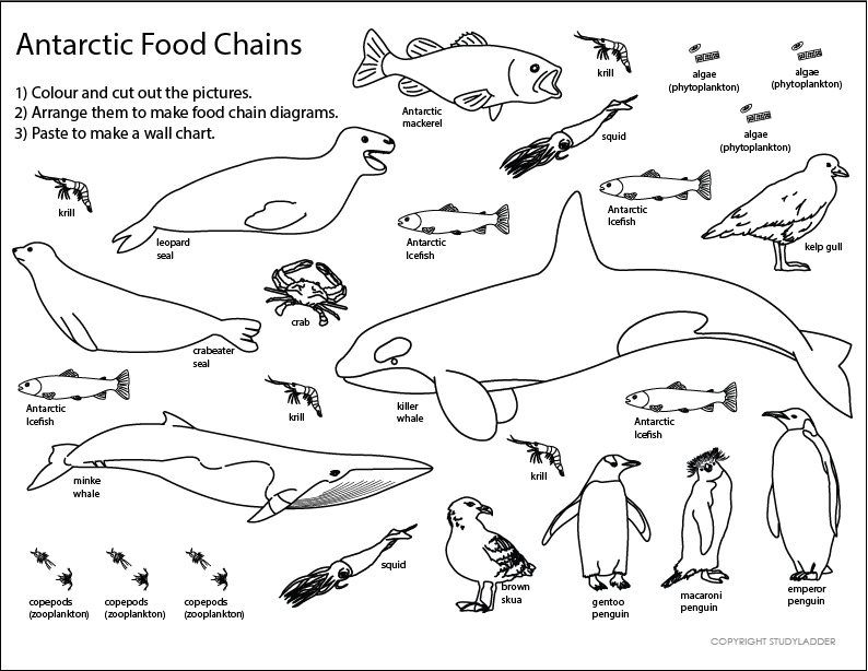 Antarctic Food Chain Sheet - Studyladder Interactive Learning Games