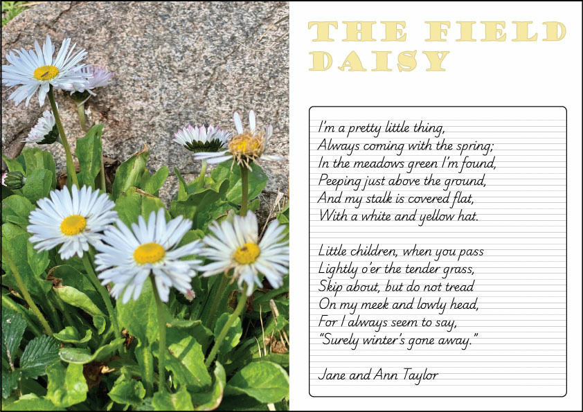 Write Daisy The Field Daisy - Handwriting Task (Tas) - Studyladder Interactive ...