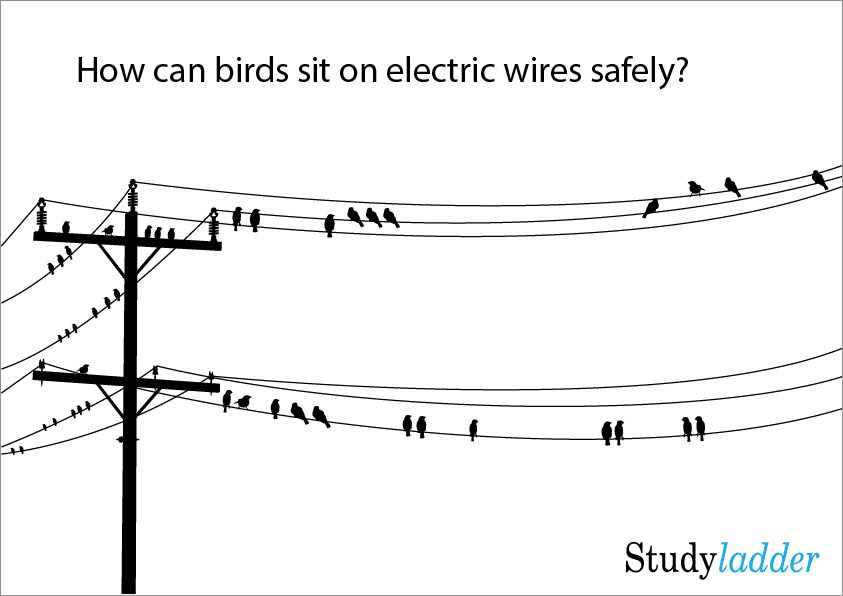 How do birds sit safely on electrical wires? (3_slides) Studyladder