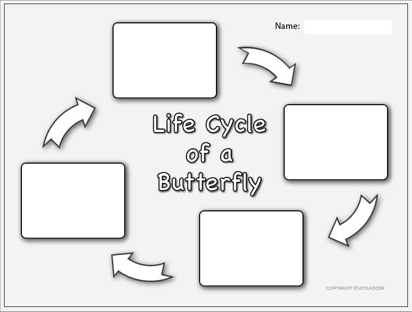 life-cycle-of-a-butterfly-worksheet-1-studyladder-interactive