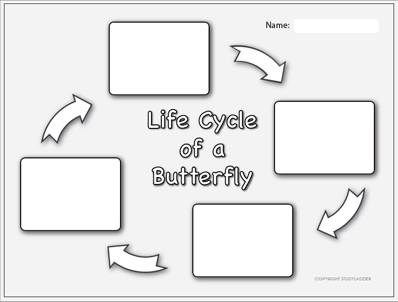 Life Cycle Of A Butterfly Worksheet 1 Studyladder Interactive 