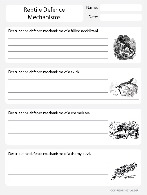 Animal Defense Mechanisms Worksheet Preschool