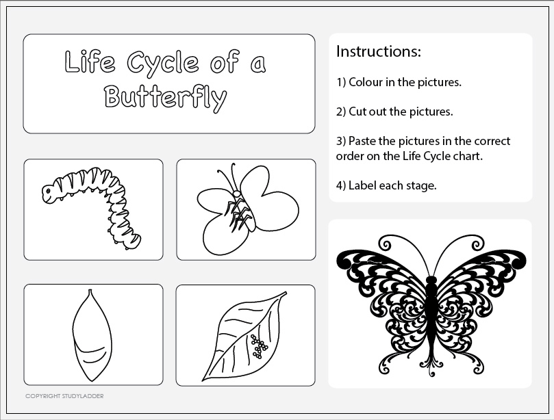 butterfly life cycle worksheet