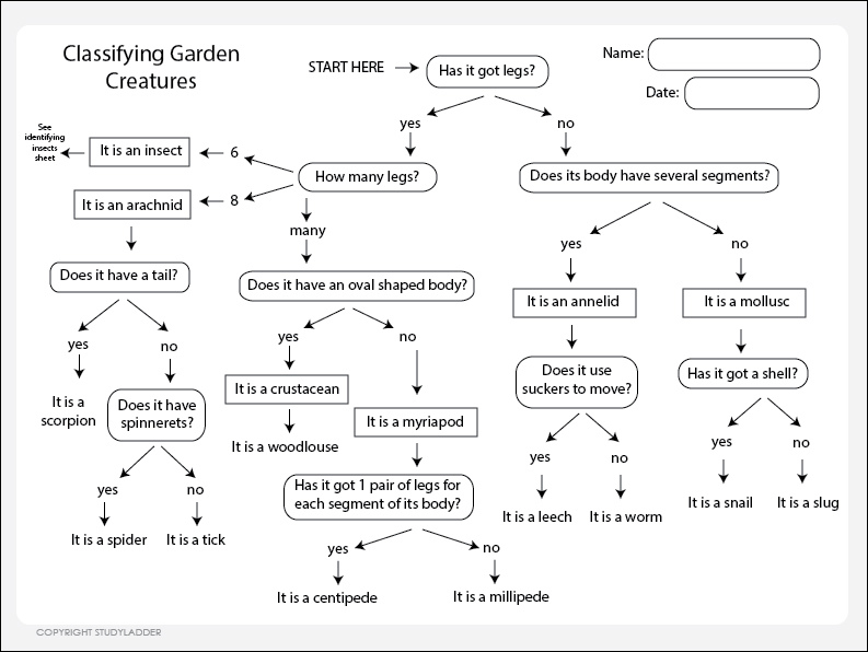 dichotomous key biology