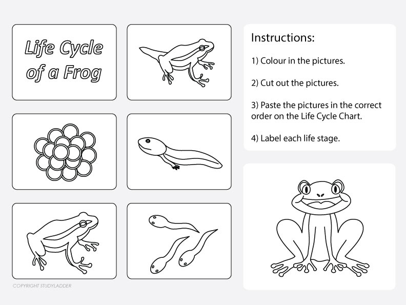 life-cycle-of-a-frog-worksheet-2-studyladder-interactive-learning-games