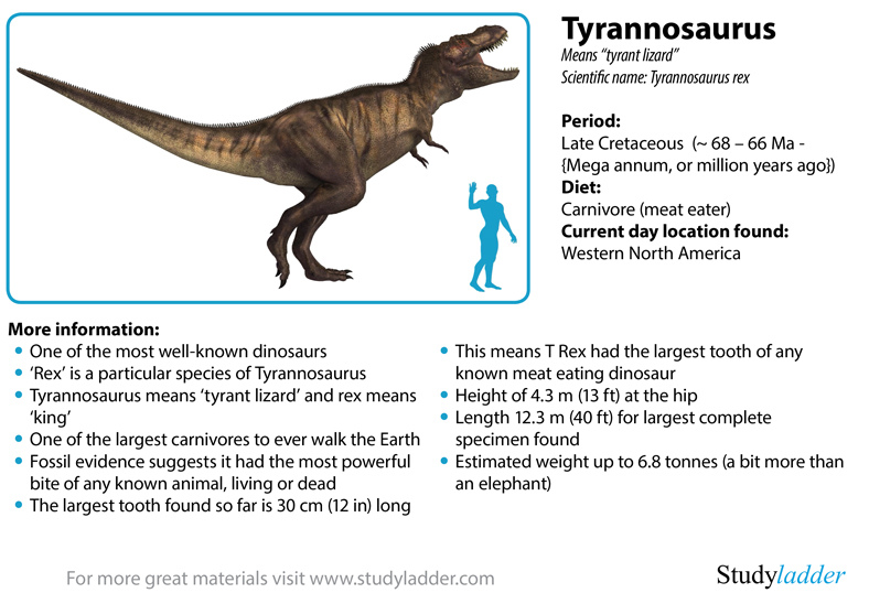 T-Rex Facts! 