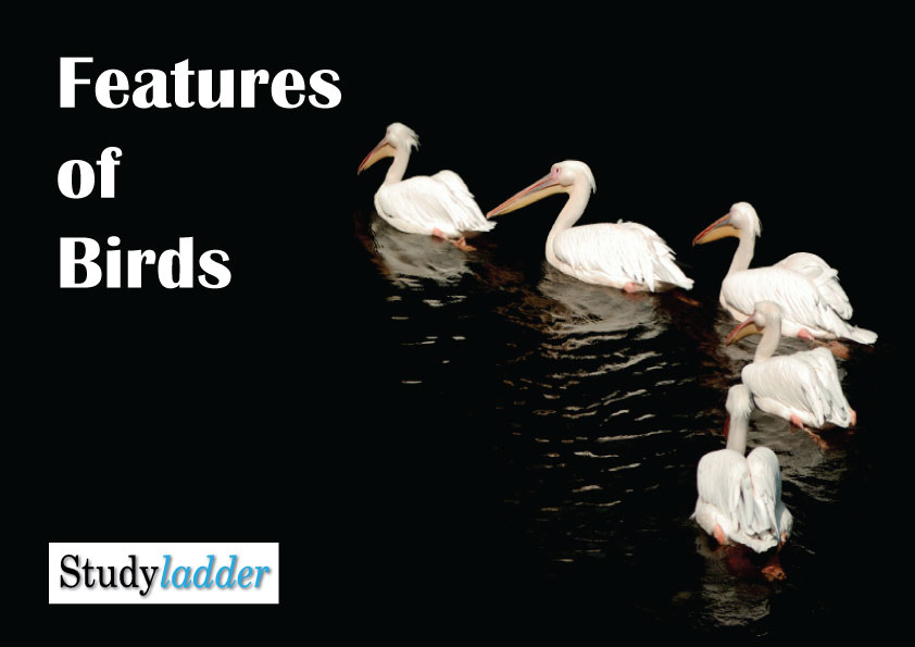 features-of-birds-studyladder-interactive-learning-games