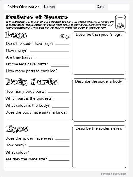 worksheet observation teacher Interactive  Worksheet Observation Spider  Studyladder