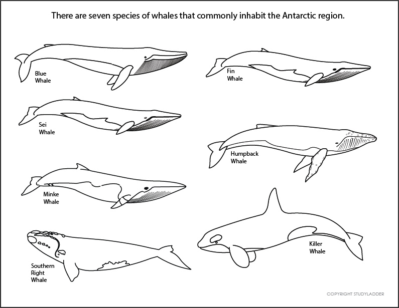 Types Of Whales In Antarctica Studyladder Interactive Learning Games
