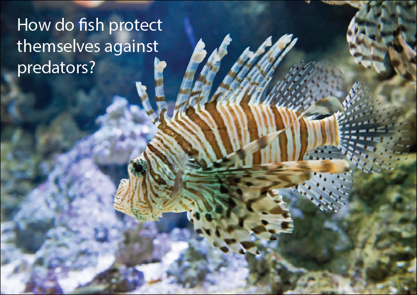 How Do Fish Defend Themselves? 