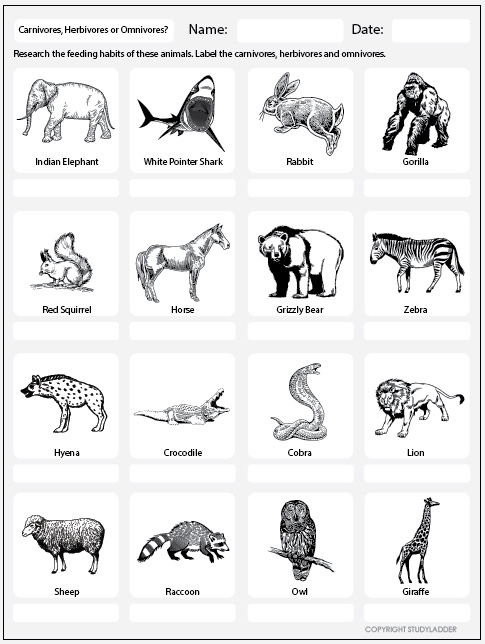Carnivore, Herbivore or Omnivore? Worksheet - Studyladder Interactive  Learning Games