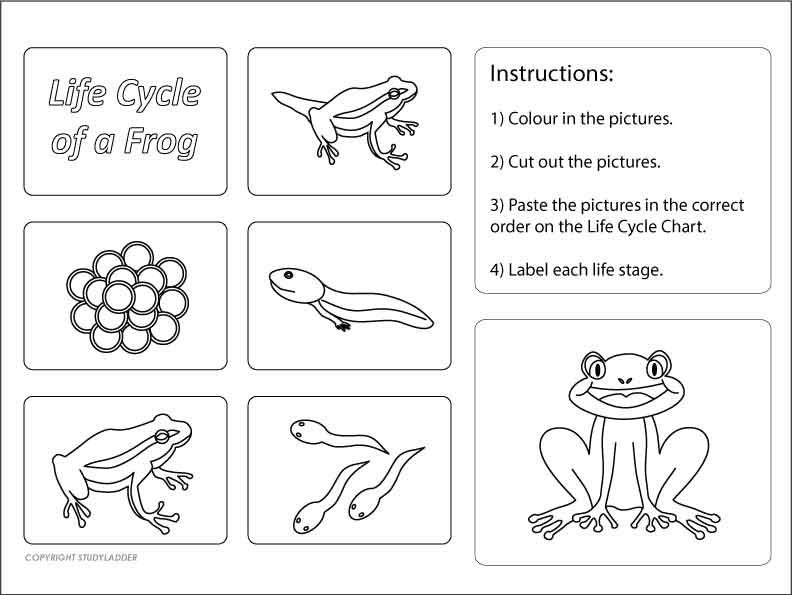 Life Cycle of a Frog - Studyladder Interactive Learning Games