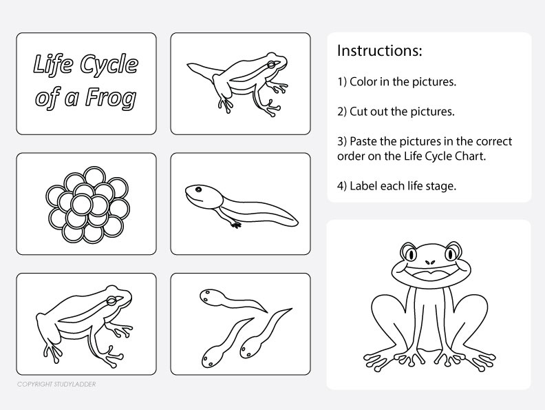 Life Cycle of a Frog Worksheet 2 - Studyladder Interactive Learning Games
