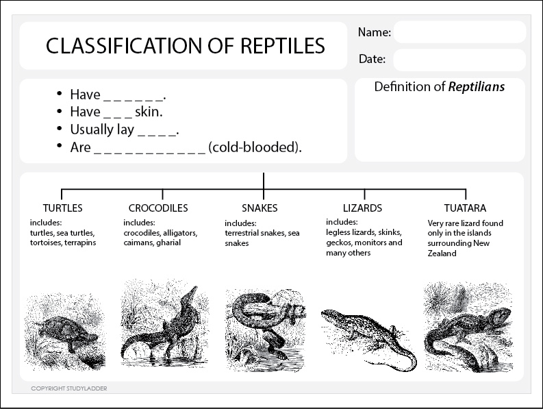 Classification Of Reptiles Worksheet Studyladder Interactive Learning Games