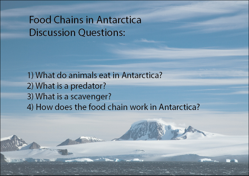 What Do Animals Eat In Antarctica? - Studyladder Interactive Learning Games