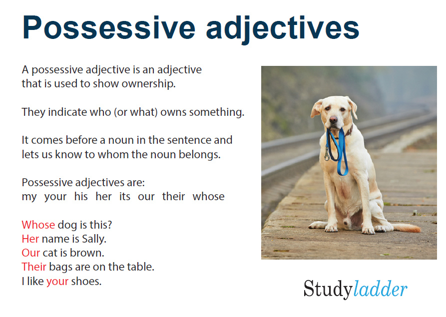 Possessive Adjectives - Studyladder Interactive Learning Games