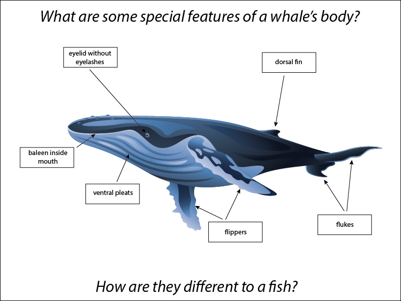Body Parts Of Whale