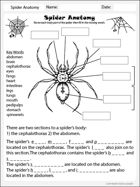 Spider Anatomy Worksheet - Studyladder Interactive Learning Games