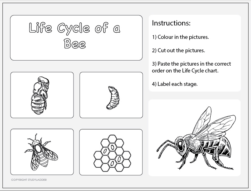 Life Cycle of a Bee Worksheet 2 - Studyladder Interactive Learning Games