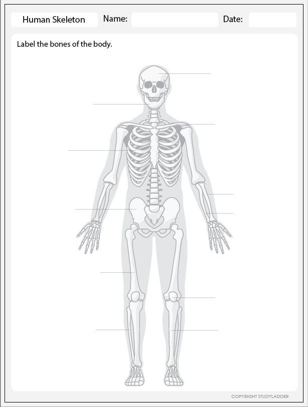 Human Skeleton Label Studyladder Interactive Learning Games
