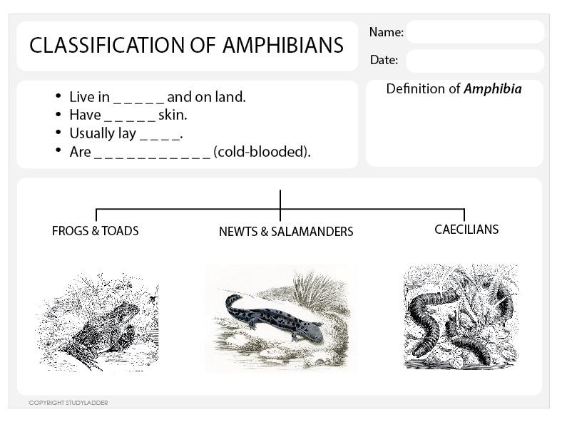 ️Amphibians Vs Reptiles Worksheet Free Download| Gmbar.co