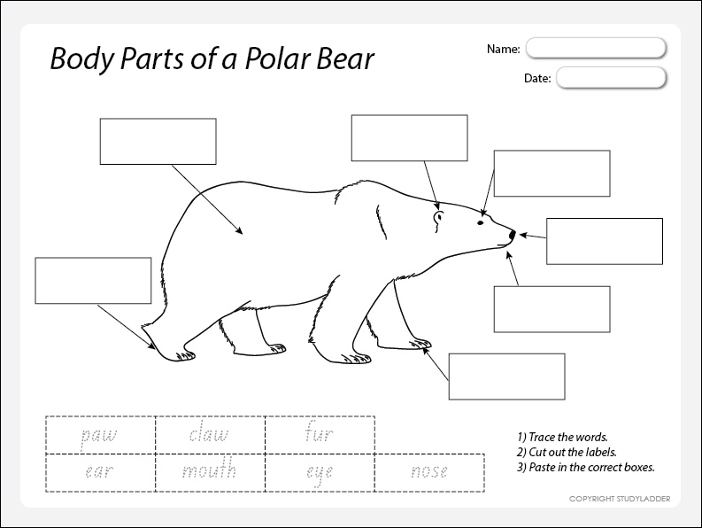 Bear part. Polar Bear body Parts. Polar Bear body. Bear body Parts for Kids. Polar Bear Worksheets for Kids.