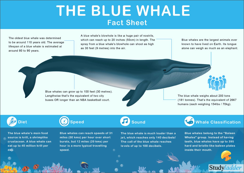 Blue Whale Facts - Studyladder Interactive Learning Games