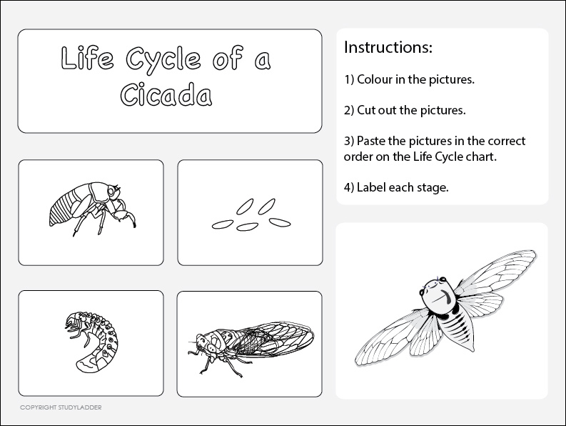 Life Cycle of a Cicada Worksheet 2 - Studyladder ...