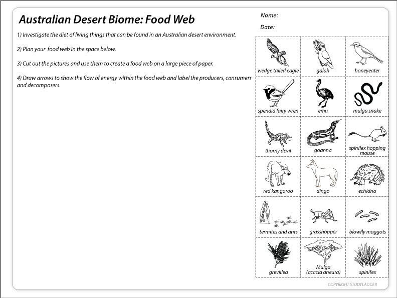 central-australian-desert-food-web-studyladder-interactive-learning